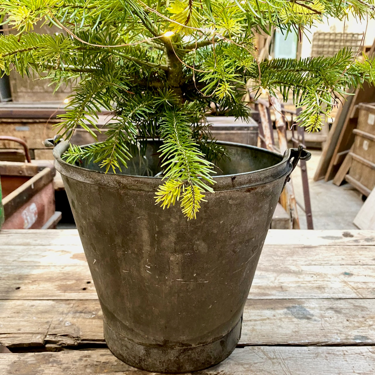 Galvanised Medium Bucket