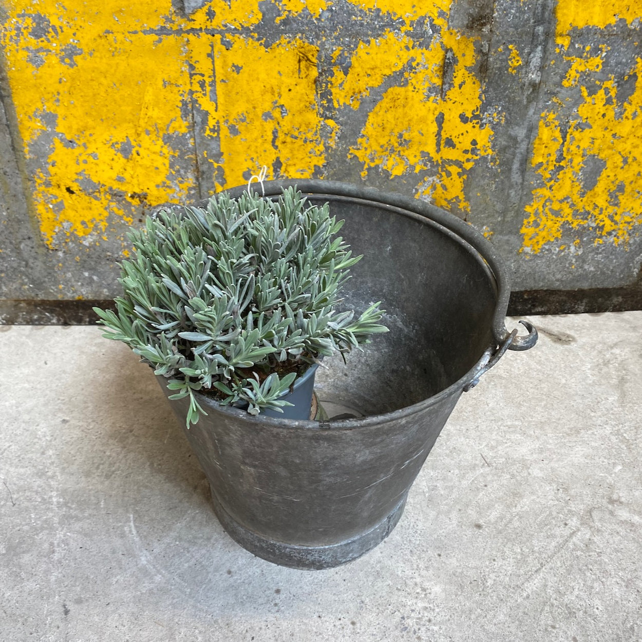 vintage galvanised bucket
