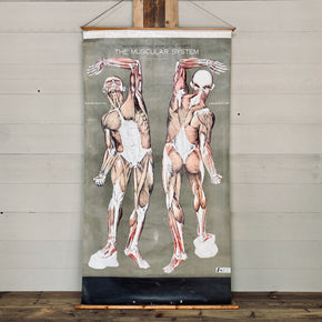 Vintage Nystrom & Frohse Anatomical Chart Of The Muscular System