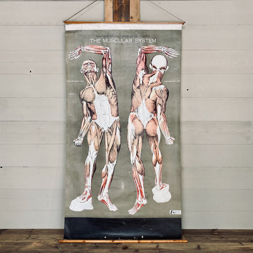Vintage Nystrom & Frohse Anatomical Chart Of The Muscular System