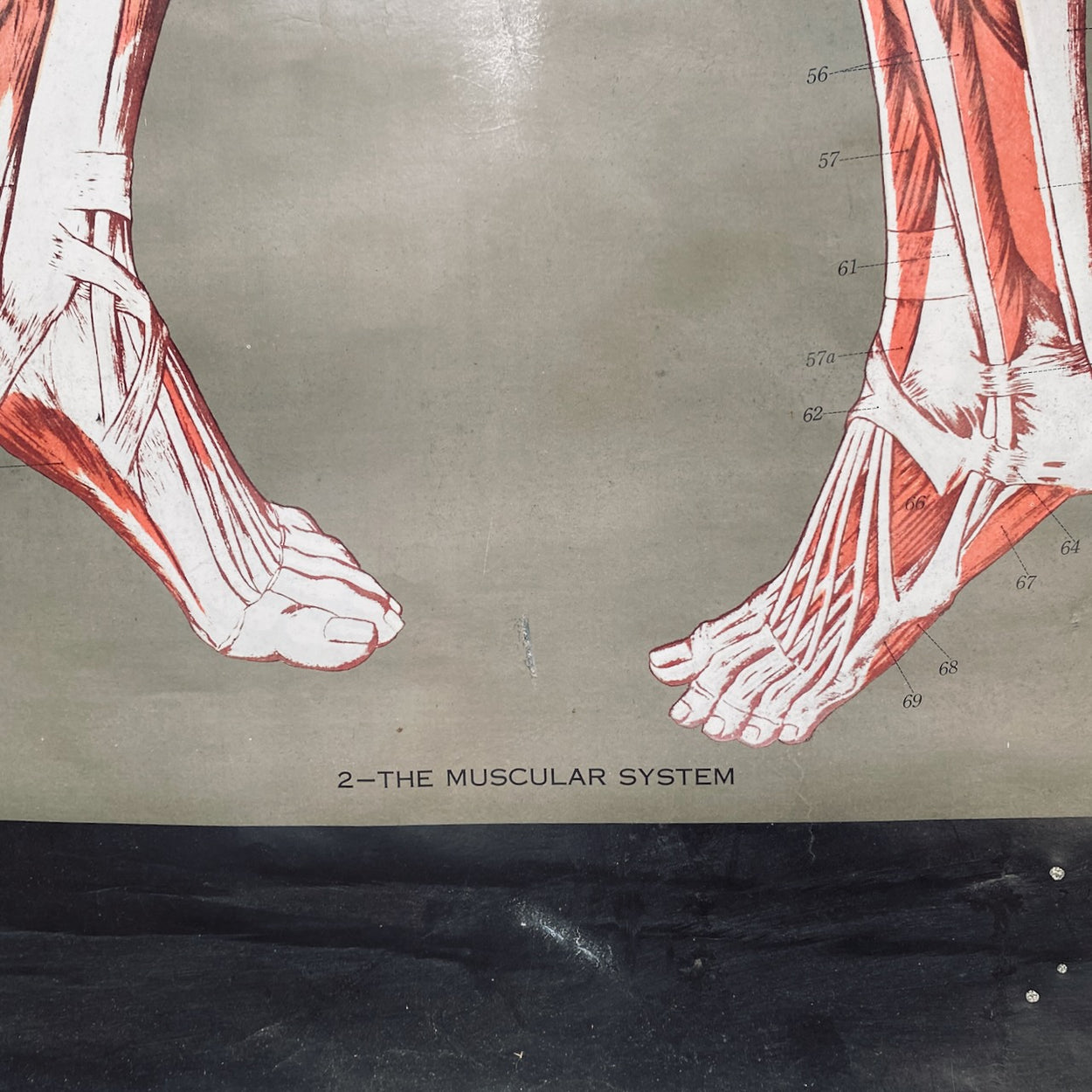 Vintage Nystrom & Frohse Anatomical Chart Of The Muscular System