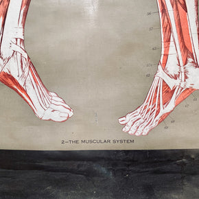 Vintage Nystrom & Frohse Anatomical Chart Of The Muscular System