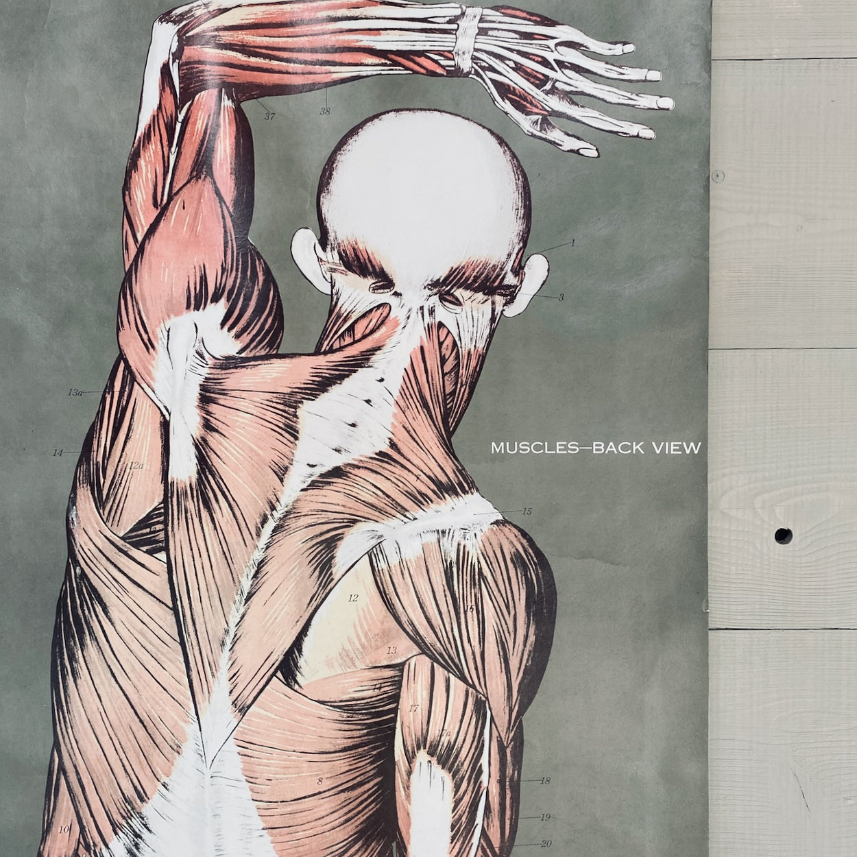 Vintage Nystrom & Frohse Anatomical Chart Of The Muscular System