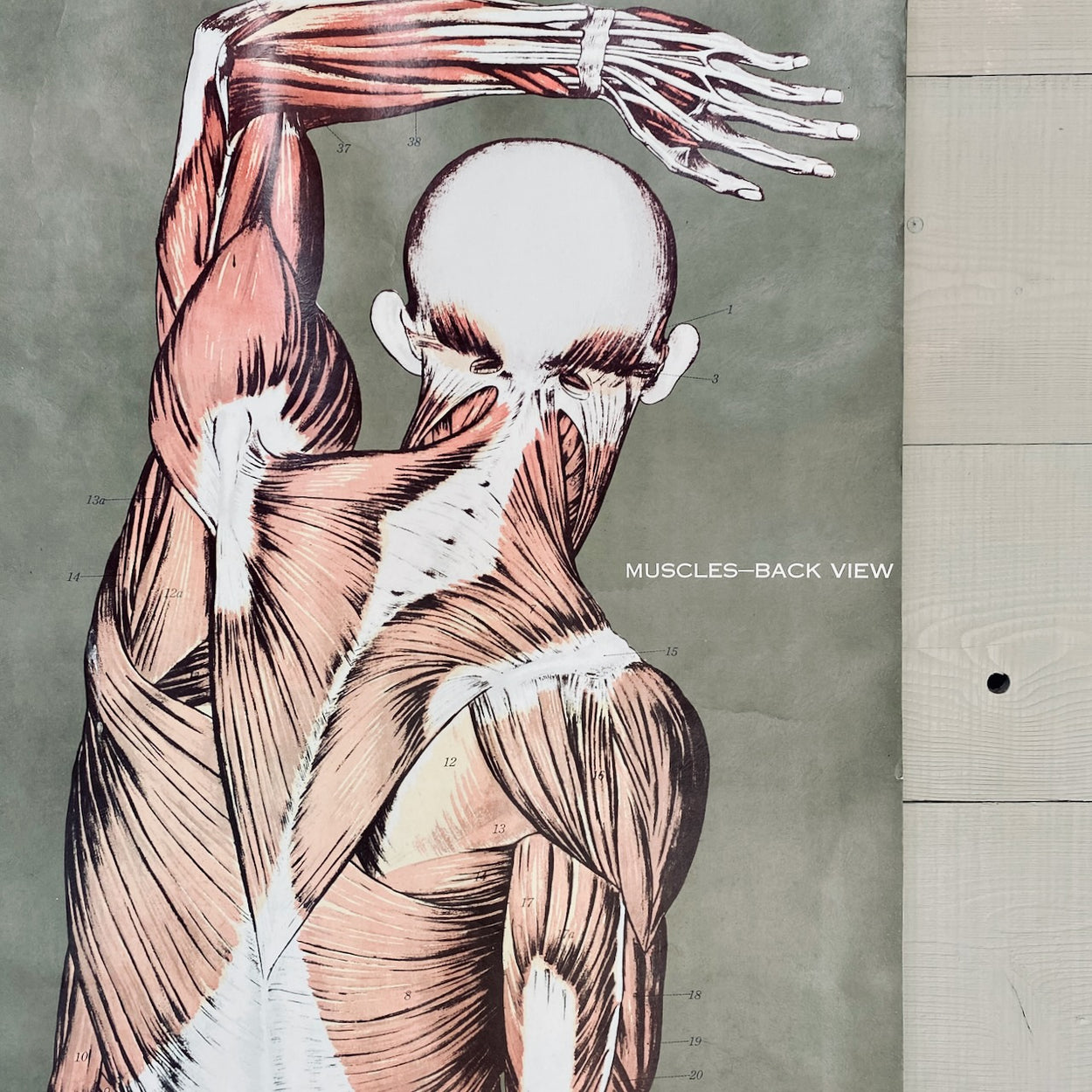 Vintage Nystrom & Frohse Anatomical Chart Of The Muscular System