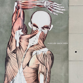 Vintage Nystrom & Frohse Anatomical Chart Of The Muscular System