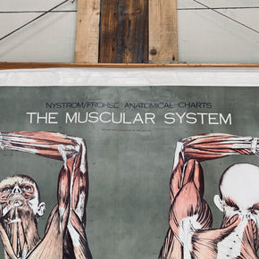 Vintage Nystrom & Frohse Anatomical Chart Of The Muscular System