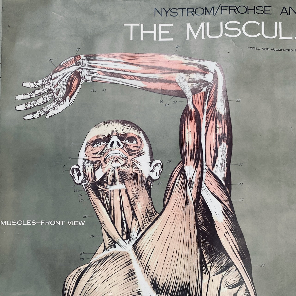 Vintage Nystrom & Frohse Anatomical Chart Of The Muscular System