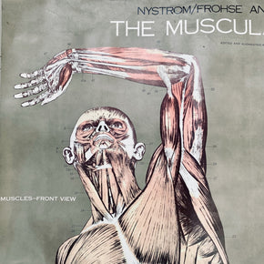 Vintage Nystrom & Frohse Anatomical Chart Of The Muscular System