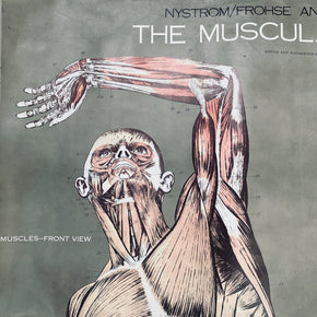 Vintage Nystrom & Frohse Anatomical Chart Of The Muscular System