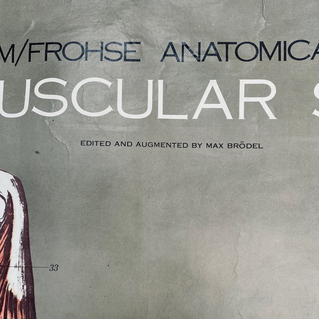 Vintage Nystrom & Frohse Anatomical Chart Of The Muscular System