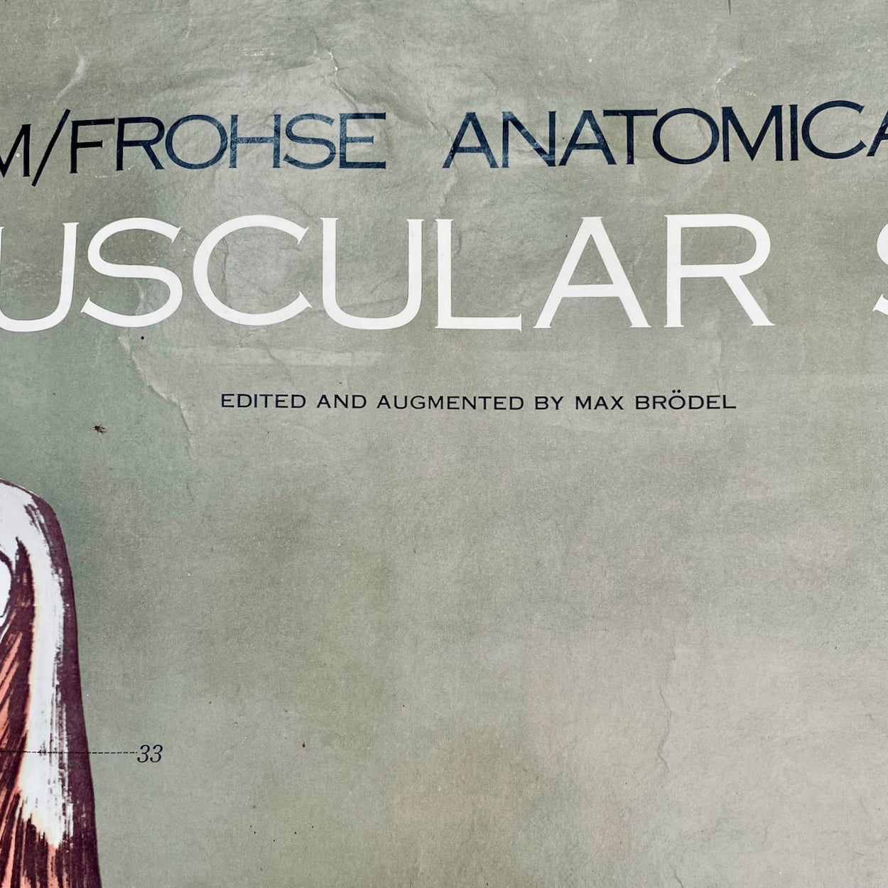 Vintage Nystrom & Frohse Anatomical Chart Of The Muscular System