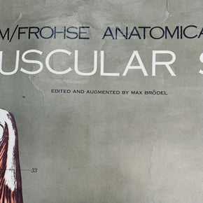 Vintage Nystrom & Frohse Anatomical Chart Of The Muscular System