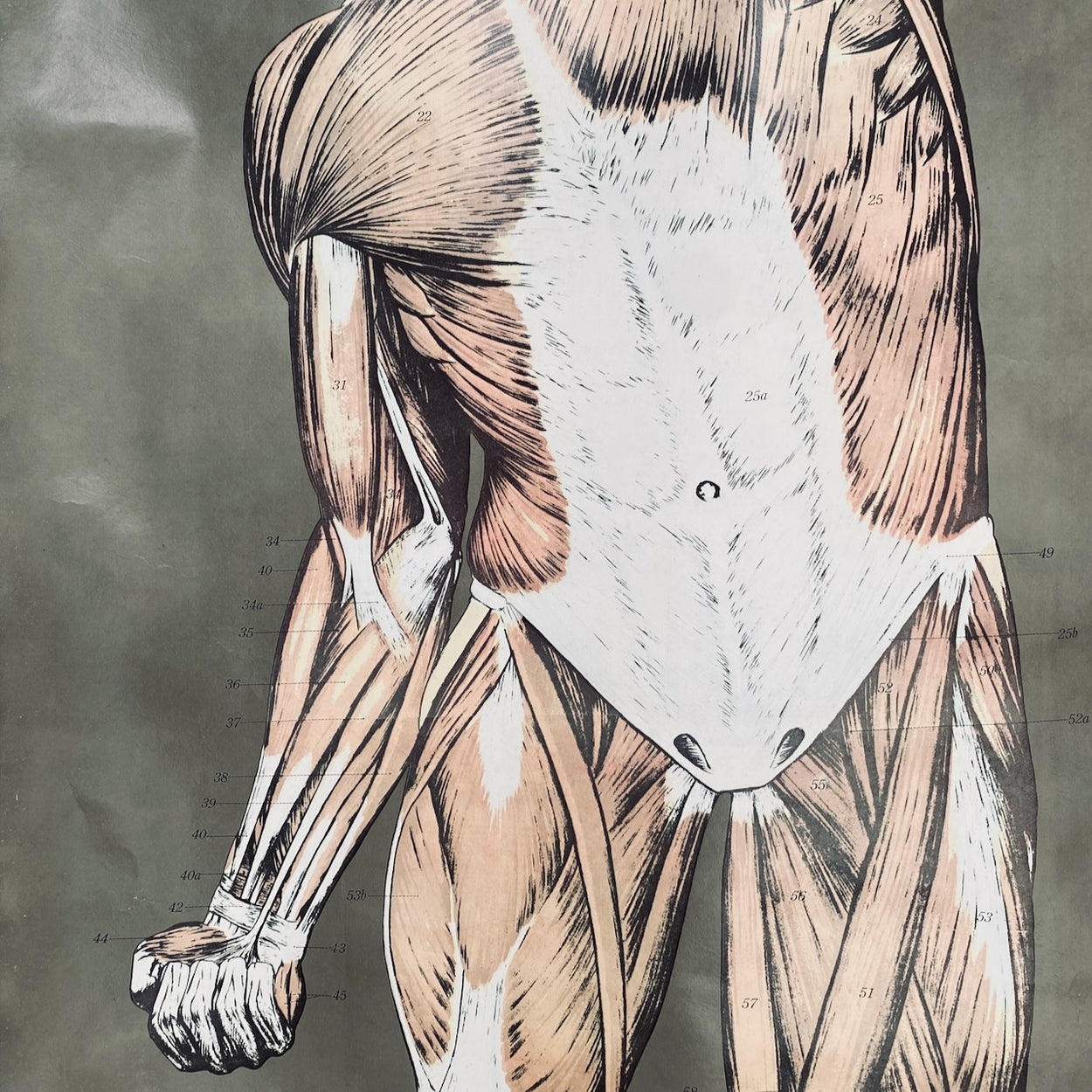 Vintage Nystrom & Frohse Anatomical Chart Of The Muscular System