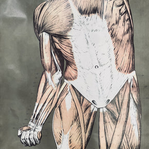 Vintage Nystrom & Frohse Anatomical Chart Of The Muscular System