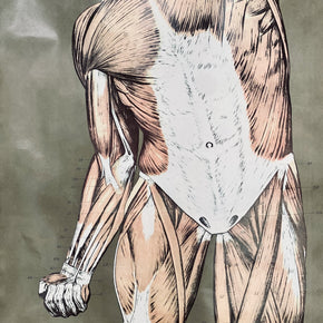 Vintage Nystrom & Frohse Anatomical Chart Of The Muscular System