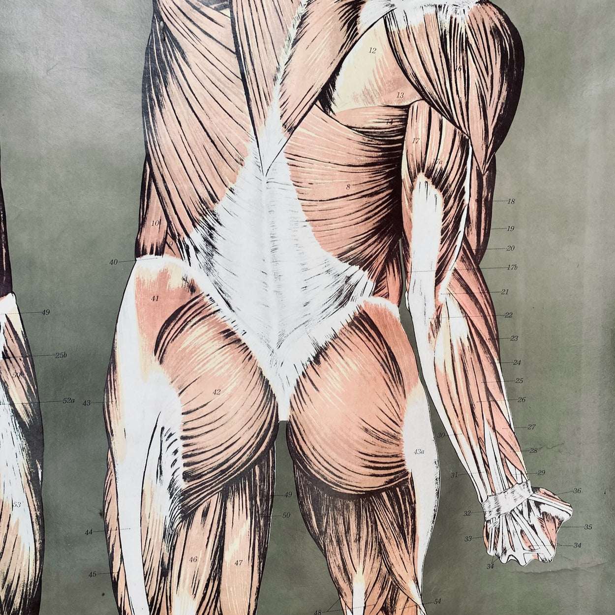 Vintage Nystrom & Frohse Anatomical Chart Of The Muscular System