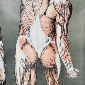 Vintage Nystrom & Frohse Anatomical Chart Of The Muscular System