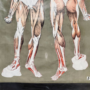 Vintage Nystrom & Frohse Anatomical Chart Of The Muscular System