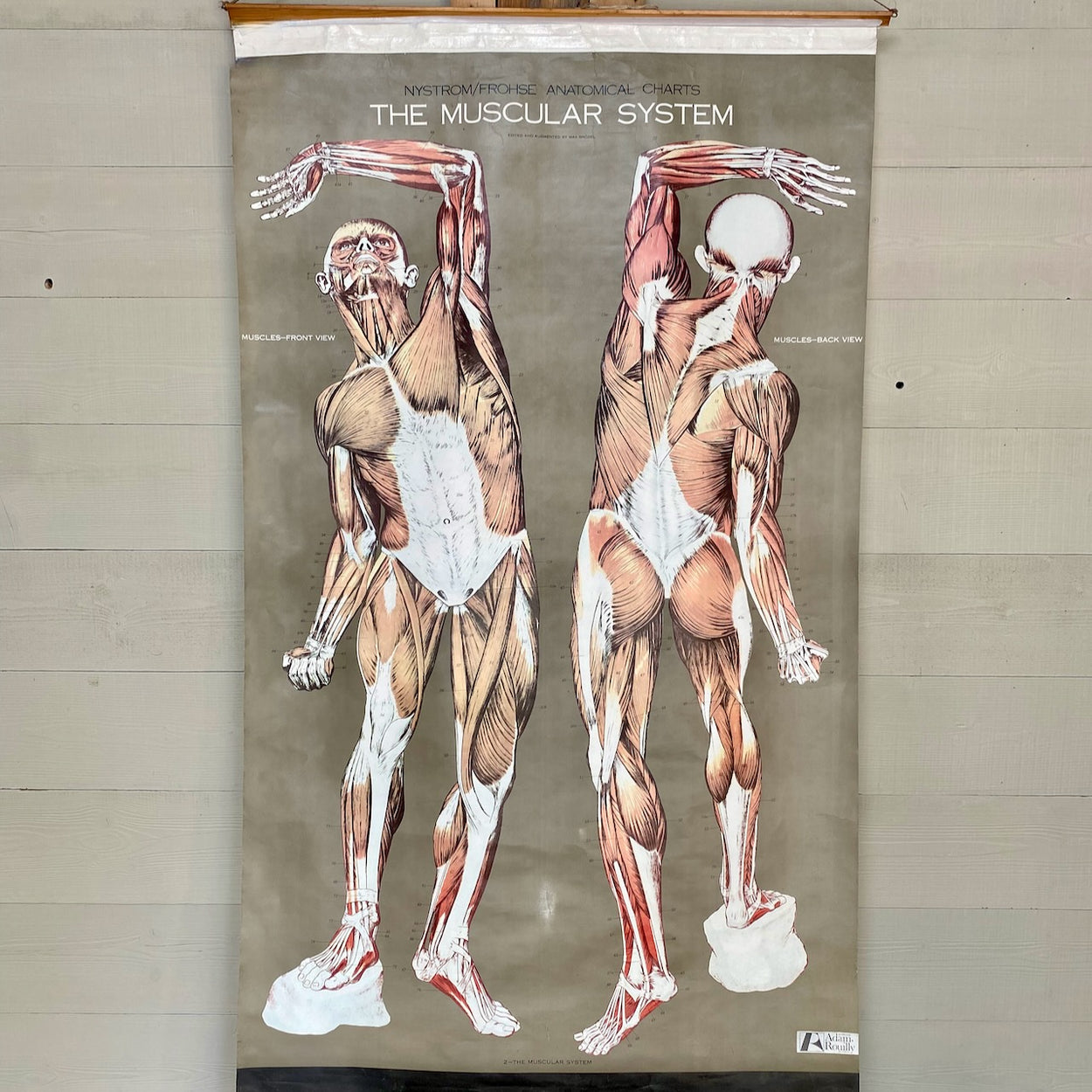 Vintage Nystrom & Frohse Anatomical Chart Of The Muscular System