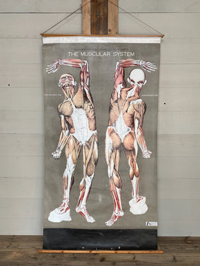 Vintage Nystrom & Frohse Anatomical Chart Of The Muscular System