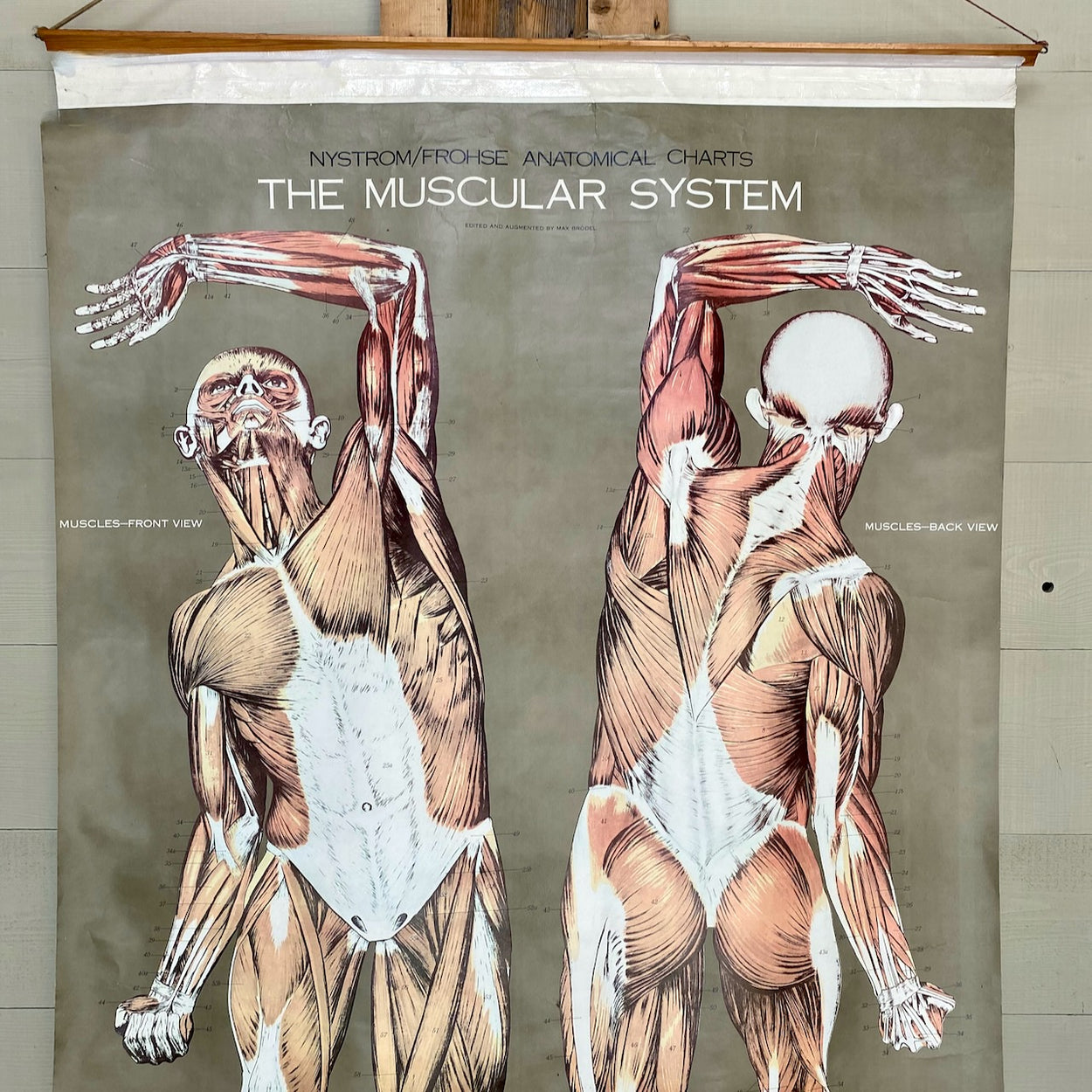 Vintage Nystrom & Frohse Anatomical Chart Of The Muscular System