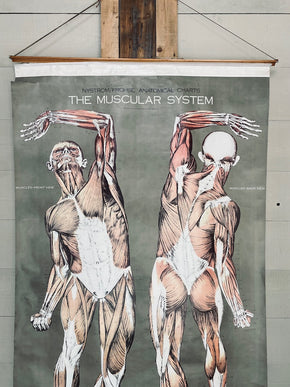 Vintage Nystrom & Frohse Anatomical Chart Of The Muscular System