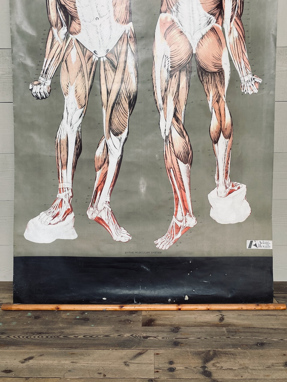 Vintage Nystrom & Frohse Anatomical Chart Of The Muscular System