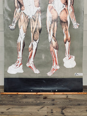 Vintage Nystrom & Frohse Anatomical Chart Of The Muscular System